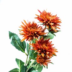 Aster Gałązka Pomarańczowo-Czerwona Wys. 74cm