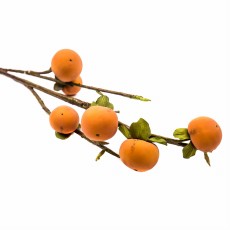 Gałązka Perismmon Pomarańczowy Wys. 93cm