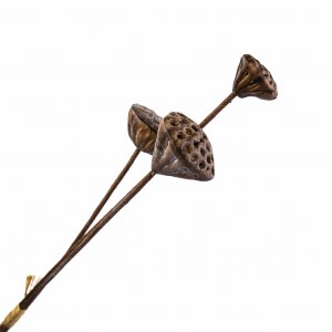 Gałązka Lotosu Brązowa 3szt. Wys. 61cm