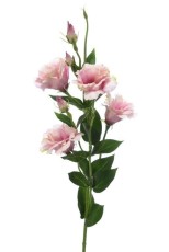 Eustoma Jasno Różowa Wys. 83cm