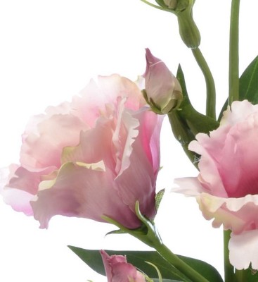 Eustoma Jasno Różowa Wys. 83cm 3