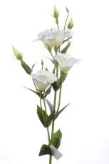 Eustoma Biała Wys. 83cm