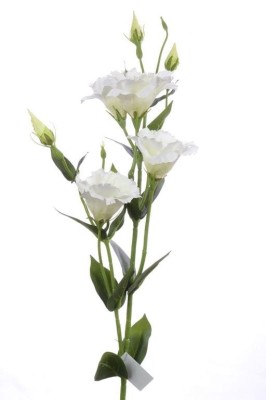 Eustoma Biała Wys. 83cm 2