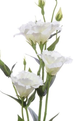 Eustoma Biała Wys. 83cm 4