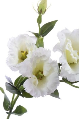 Eustoma Biała Wys. 83cm 5