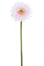 Gerbera Jasno Różowa Wys. 46cm