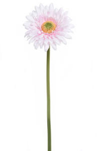 Gerbera Jasno Różowa Wys. 46cm