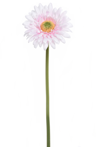 Gerbera w jasno różowym kolorze, wysokość 46 cm, z długim zielonym łodygą. Kwiat z wyraźnymi, delikatnie falującymi płatkami i okrągłym żółtym środkiem. Ujęcie frontalne, na jednolitym białym tle.