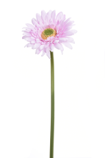 Gerbera  Różowa Wys. 46cm
