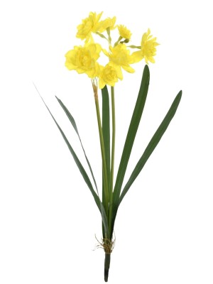 Narcyz Zółty  Wys. 60cm