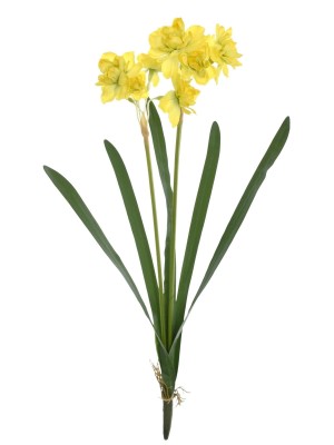Narcyz Zółto-Zielony  Wys. 60cm