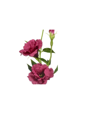 Eustoma Bordowa Wys. 64cm 3