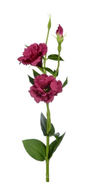 Eustoma Bordowa Wys. 64cm 2