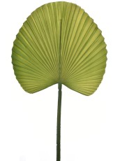 Efektowny Zielony Liść Palmy Wys. 55cm