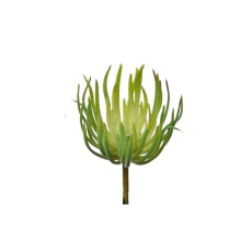Sukulent Zielony Wys. 20cm