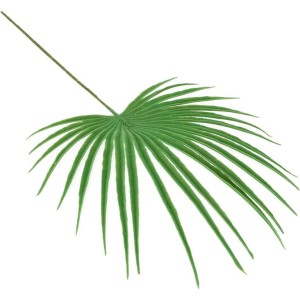 Mały Liść Palmy Waszyngtona Zielony Wys. 46cm