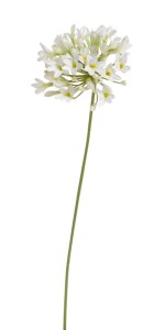 Kwiat Agapantus Biały Wys. 75cm