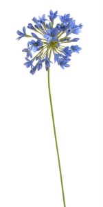 Kwiat Agapantus Niebieski Wys. 75cm