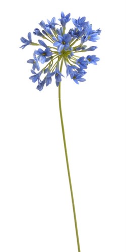Kwiat agapantusa w kolorze niebieskim, wysokości 75 cm, z długim, smukłym, zielonym łodygą. Kwiatostan złożony z wielu drobnych, dzwonkowatych kwiatów. Ujęcie frontalne na białym tle, podkreślające szczegóły kwiatów.
