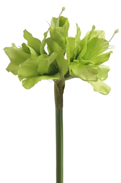 Amarylis Zielony Wys. 40cm