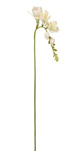 Frezja Biała Wys. 55cm