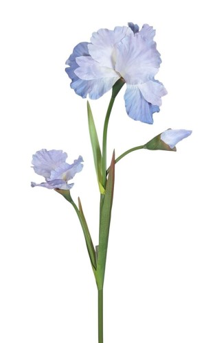 Irys w pudrowym fioletowym kolorze, wysokość 80 cm. Kwiaty mają delikatne płatki z subtelnymi odcieniami niebiesko-fioletowymi. Liście zielone, proste, delikatnie wygięte. Roślina stoi w pozycji pionowej na białym tle.