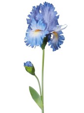 Irys Niebieski Wys. 80cm