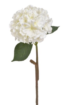 Hortensja Biała Wys. 59cm 3