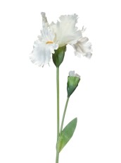 Irys Biały Wys. 80cm
