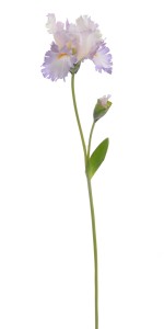 Irys Jasnofioletowy Fiolet Wys. 80cm