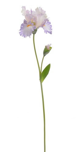 Irys jasnofioletowy o wysokości 80 cm, z dużymi, falistymi kwiatami w odcieniach fioletu i delikatnym żółtym akcentem. Roślina ma długą, prostą łodygę oraz zielone liście. W tle białe, jednolite tło.