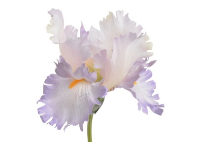 Irys Jasnofioletowy Fiolet Wys. 80cm 3