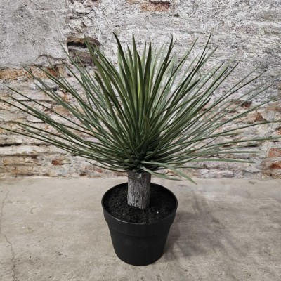 Roślina Yucca Zijde Wys. 50cm 3