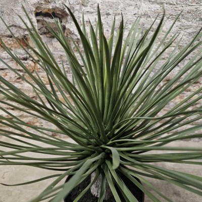 Roślina Yucca Zijde Wys. 50cm 4