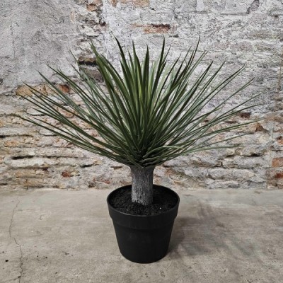 Roślina Yucca Zijde Wys. 50cm 5