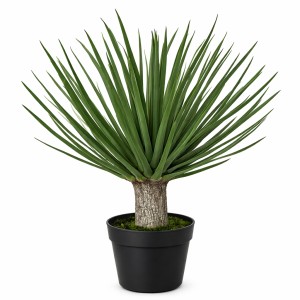 Roślina Yucca Zijde Wys. 50cm