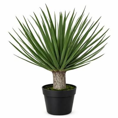Roślina Yucca Zijde Wys. 50cm 2