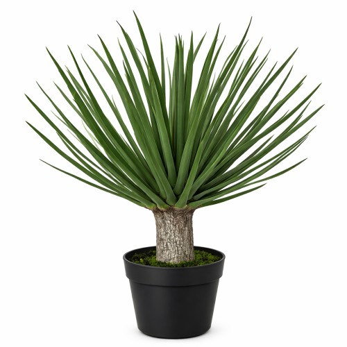 Roślina Yucca Zijde o wysokości 50 cm, z długimi, zielonymi liśćmi wyrastającymi z grubego, teksturowanego pnia. Umieszczona w czarnym, matowym doniczce z zielonym mchem na wierzchu. Ujęcie frontalne, ukazujące pełną sylwetkę rośliny.