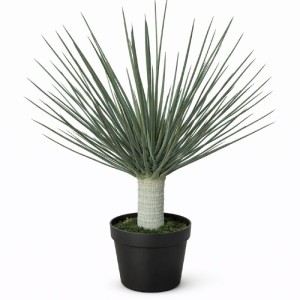 Yucca Wys. 110cm