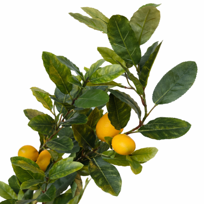 Drzewko Cytrynowe Wys. 150cm 3