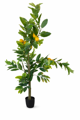 Drzewko Cytrynowe Wys. 150cm 2