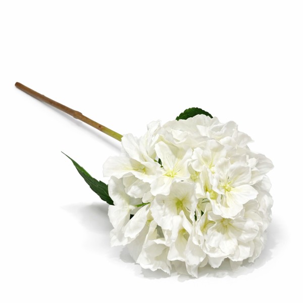 Hortensja Biała Wys. 59cm