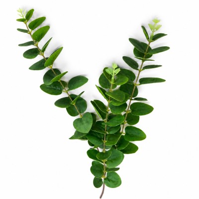  Eukaliptus Zielony Wys. 76cm