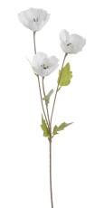 Mak Biały Wys. 70cm