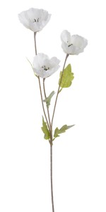 Mak Biały Wys. 70cm