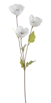Mak Biały Wys. 70cm 2