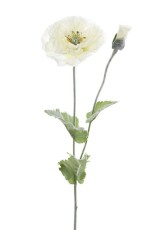 Mak Biały Wys. 80cm
