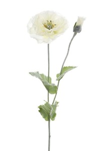 Mak Biały Wys. 80cm