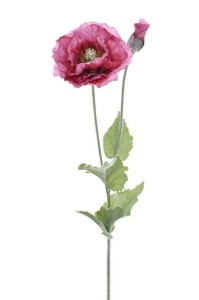 Mak Różowy Wys. 80cm 
