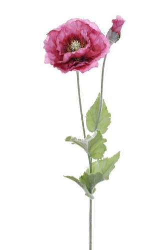 Mak różowy o wysokości 80 cm, z dużym, pełnym kwiatem w odcieniach różu oraz pąkiem. Liście zielone, delikatnie teksturowane, roślina stojąca na prostym tle.